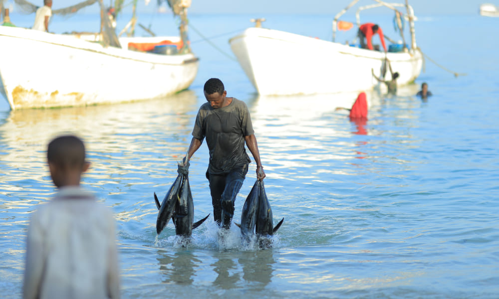 Fisheries Financing